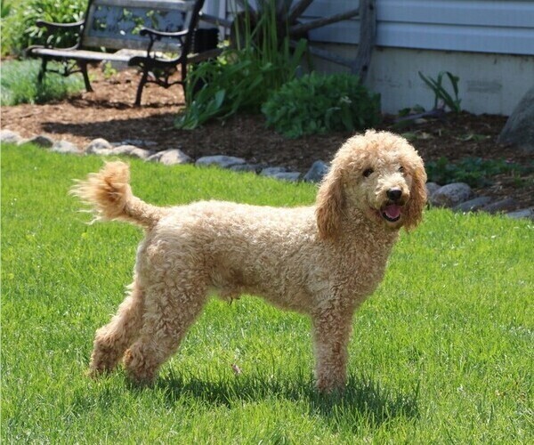 Medium Photo #1 Poodle (Toy) Puppy For Sale in MILFORD, IN, USA