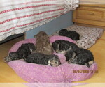 Small Photo #1 Bedlington Terrier Puppy For Sale in RAPID CITY, SD, USA