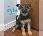 Small Photo #1 German Shepherd Dog Puppy For Sale in CROWN CITY, OH, USA
