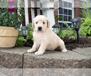Golden Retriever Litter for sale in BALTIC, OH, USA
