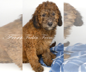 Goldendoodle (Miniature) Litter for sale in RUSSELLVILLE, KY, USA