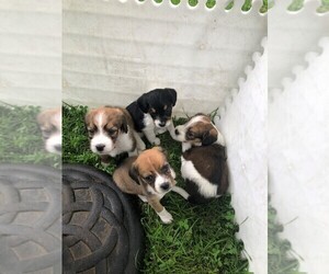 Beagle-Bernedoodle Mix Litter for sale in MORRISVILLE, PA, USA