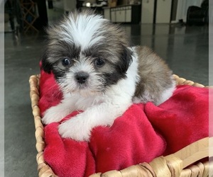 Zuchon Litter for sale in GREENWD, IN, USA
