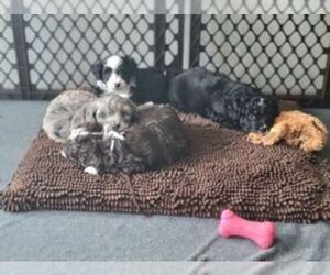 Aussiedoodle Miniature Litter for sale in LEBANON, OR, USA