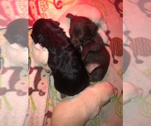 Miniature Pinscher-Poodle (Toy) Mix Litter for sale in GREER, ID, USA