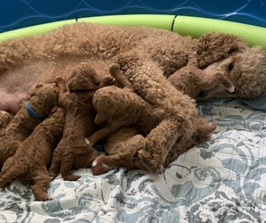 Poodle (Standard) Litter for sale in PHILA, PA, USA