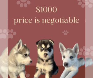 Alaskan Husky-Siberian Husky Mix Litter for sale in RIVERSIDE, CA, USA