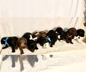 Labradoodle Litter for sale in SAN ANTONIO, TX, USA