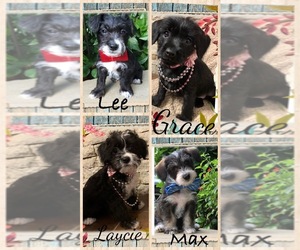 Maltipoo-Schnoodle (Standard) Mix Litter for sale in EDNA, TX, USA