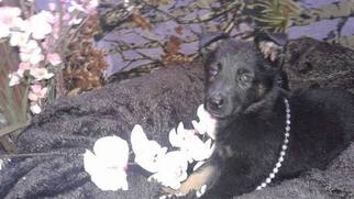 German Shepherd Dog Litter for sale in BATTLE CREEK, MI, USA