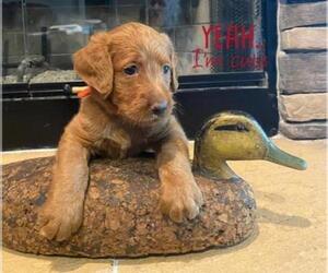 Labradoodle Litter for sale in ALAFAYA, FL, USA