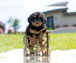 Small Photo #1 Miniature Australian Shepherd-Poodle (Toy) Mix Puppy For Sale in WARSAW, IN, USA