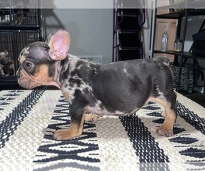 French Bulldog Litter for sale in AUSTELL, GA, USA