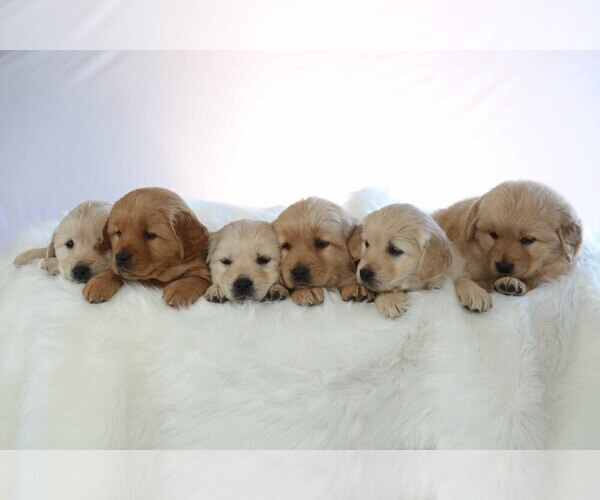 Medium Photo #1 Golden Retriever Puppy For Sale in MEMPHIS, MO, USA