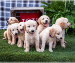 Small Golden Retriever