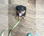 Small Rottweiler