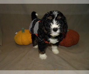 Bernedoodle Litter for sale in PATERSON, NJ, USA