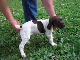 German Shorthaired Pointer Litter for sale in PRINCETON, IA, USA
