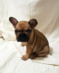 French Bulldog Litter for sale in COPPELL, TX, USA