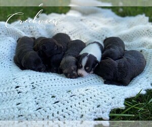 Schnauzer (Miniature) Litter for sale in NIANGUA, MO, USA