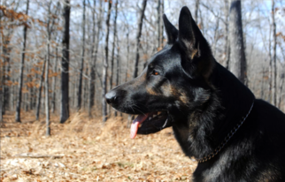 German Shepherd Dog Litter for sale in WEST PLAINS, MO, USA