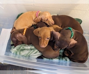 Dachshund Litter for sale in LOWELL, MI, USA
