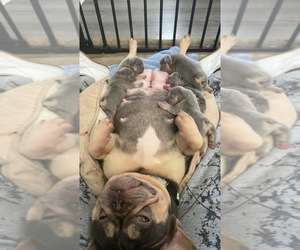 French Bulldog Litter for sale in SANFORD, FL, USA