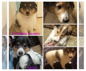 Collie Litter for sale in FIFE LAKE, MI, USA