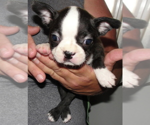 Boston Terrier Litter for sale in CRKD RVR RNCH, OR, USA