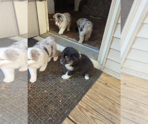 Australian Shepherd Litter for sale in MIDDLEBOROUGH, MA, USA