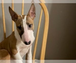 Bull Terrier Litter for sale in LITTLE ROCK, AR, USA