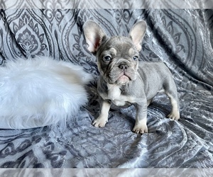 French Bulldog Litter for sale in KISSIMMEE, FL, USA