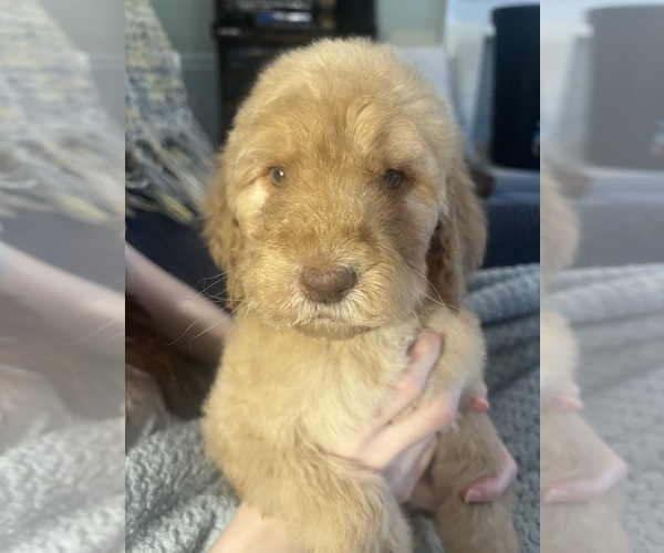 Medium Photo #1 Goldendoodle Puppy For Sale in WAKE FOREST, NC, USA