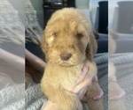 Small Photo #1 Goldendoodle Puppy For Sale in WAKE FOREST, NC, USA