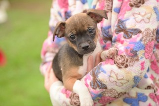 Jack-Rat Terrier Litter for sale in NEWVILLE, PA, USA
