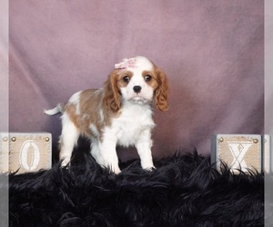 Cavalier King Charles Spaniel Litter for sale in WARSAW, IN, USA
