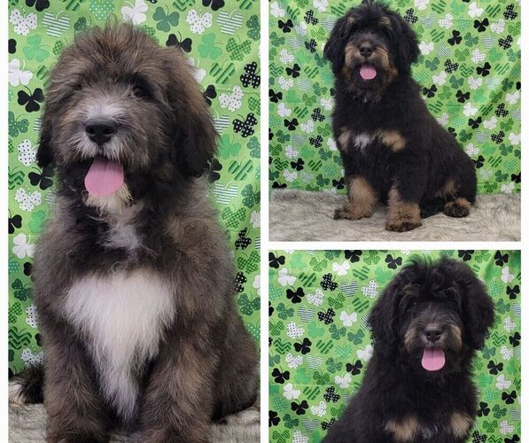 Medium Photo #1 Bernedoodle Puppy For Sale in BLAKESBURG, IA, USA