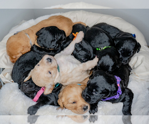 Labradoodle Litter for sale in HOUSTON, TX, USA