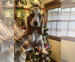 Basset Hound Litter for sale in LONE JACK, MO, USA