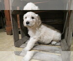 Small Goldendoodle