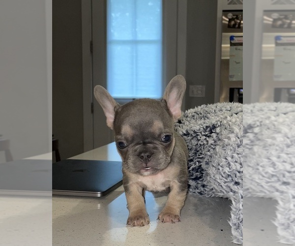 Medium Photo #1 French Bulldog Puppy For Sale in BELMONT, NC, USA