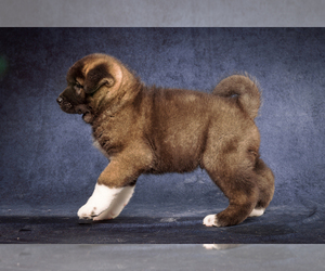 Akita Litter for sale in FLORISSANT, MO, USA