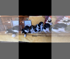 F2 Aussiedoodle-Poodle (Miniature) Mix Litter for sale in WINCHESTER, IN, USA