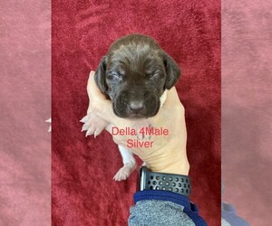 German Shorthaired Pointer Litter for sale in GREENVILLE, SC, USA