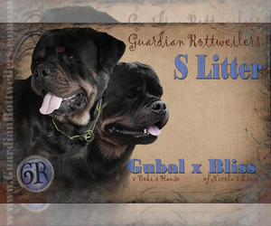 Rottweiler Litter for sale in BARGERSVILLE, IN, USA