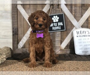 Goldendoodle-Irish Setter Mix Litter for sale in WOLCOTT, IN, USA