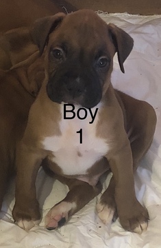 Medium Photo #1 Boxer Puppy For Sale in HORSE CAVE, KY, USA
