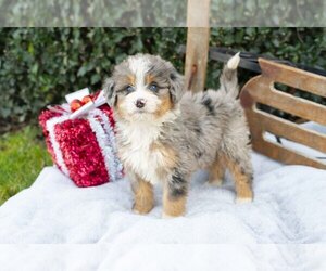 Bernedoodle (Miniature) Litter for sale in APPLE CREEK, OH, USA