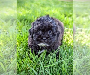 Shih-Poo Litter for sale in HOPKINSVILLE, KY, USA