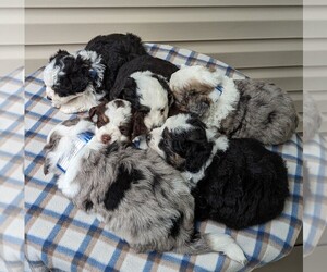 Aussiedoodle Miniature  Litter for sale in DUNNVILLE, KY, USA